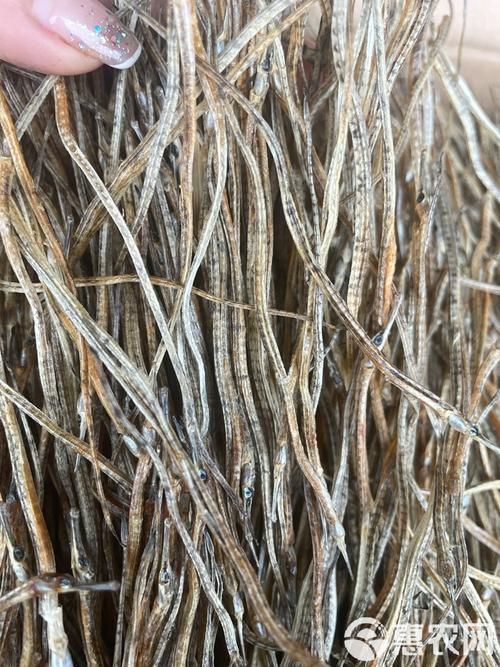 南山龍魚的藥用價(jià)值，關(guān)于南山龍魚的一些認(rèn)識