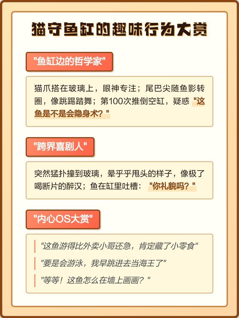 貓對魚缸有哪些常見行為，貓對魚缸中的五種常見行為，貓對魚缸的癡迷遠不止是“想吃魚”