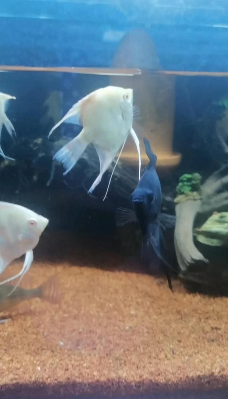 如何正確使用土霉素治療魚病，土霉素對錦鯉有什么用這幾類魚病可以治療