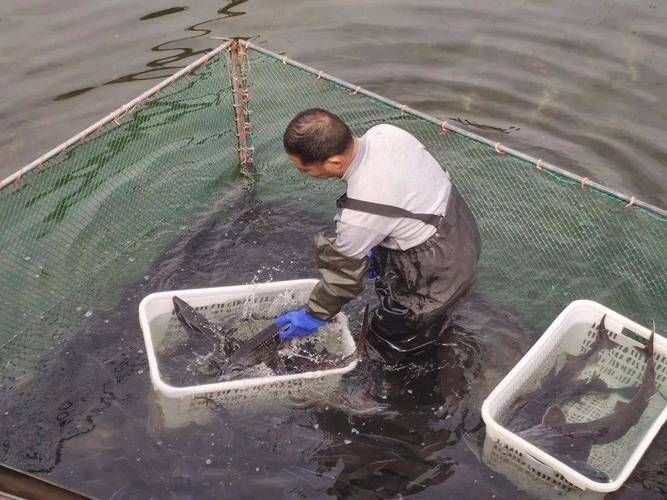 貴州龍魚的市場評價如何？，貴州鱘魚的市場評價