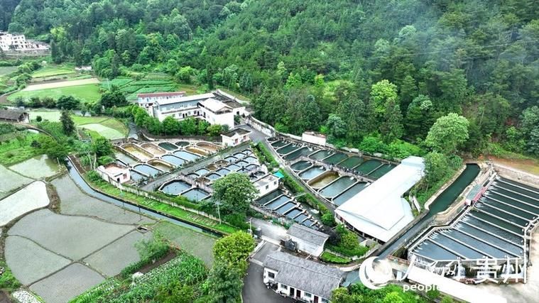 貴州龍魚的市場評價如何？，貴州鱘魚的市場評價