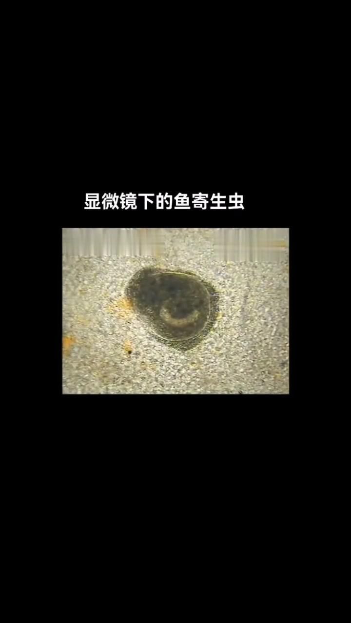 如何定期鏡檢魚體，發(fā)現(xiàn)寄生蟲，如何定期鏡檢魚體
