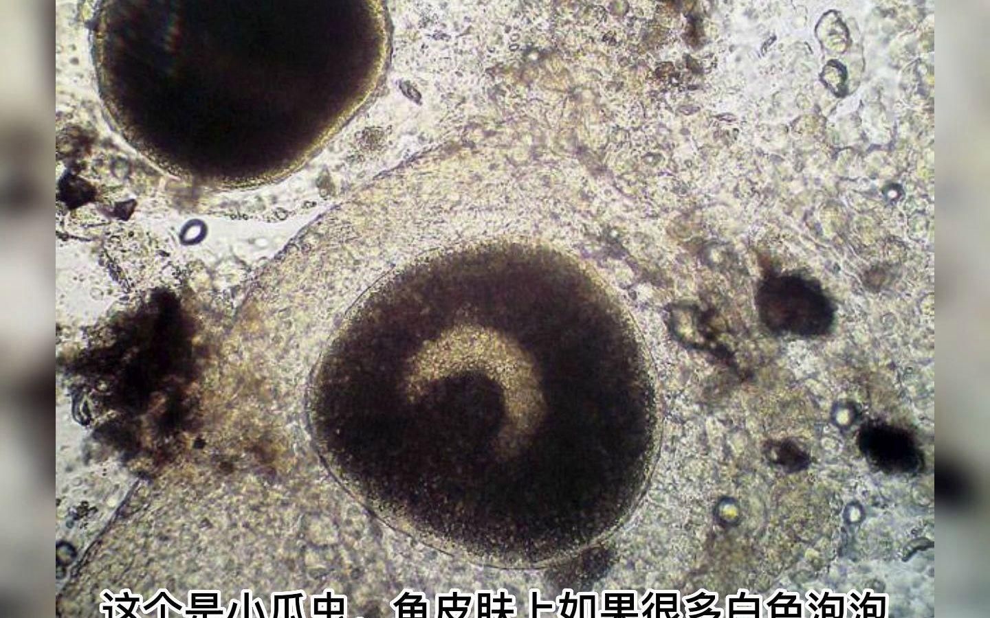 如何定期鏡檢魚體，發(fā)現(xiàn)寄生蟲，如何定期鏡檢魚體