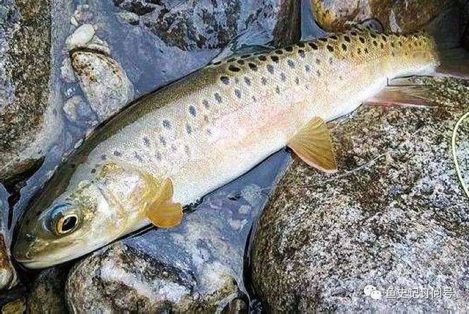 長白山金龍魚有哪些特點？，長白山金龍魚有哪些特點長白山金龍魚有哪些特點