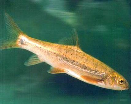 長白山金龍魚有哪些特點？，長白山金龍魚有哪些特點長白山金龍魚有哪些特點