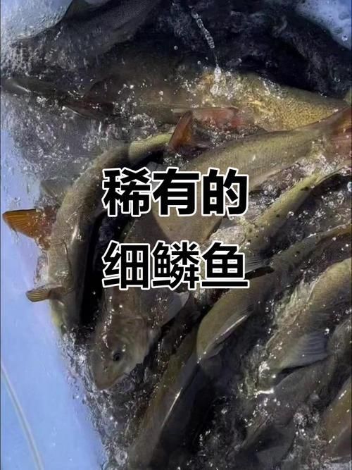 長白山金龍魚有哪些特點？，長白山金龍魚有哪些特點長白山金龍魚有哪些特點