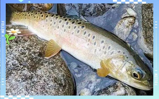 長白山金龍魚有哪些特點？，長白山金龍魚有哪些特點長白山金龍魚有哪些特點