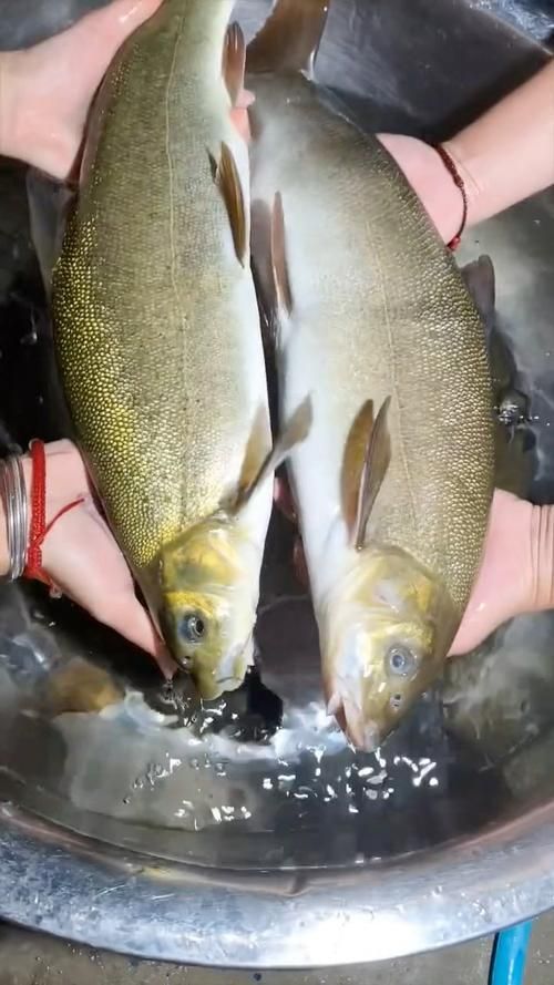 長白山金龍魚有哪些特點？，長白山金龍魚有哪些特點長白山金龍魚有哪些特點