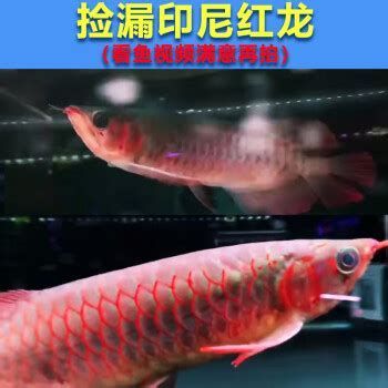 龍魚小苗購買后如何飼養？，龍魚小苗的飼養是一個重要的過程，龍魚小苗如何飼養