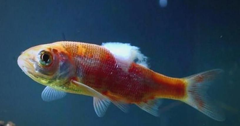 如何預(yù)防魚(yú)傷口感染