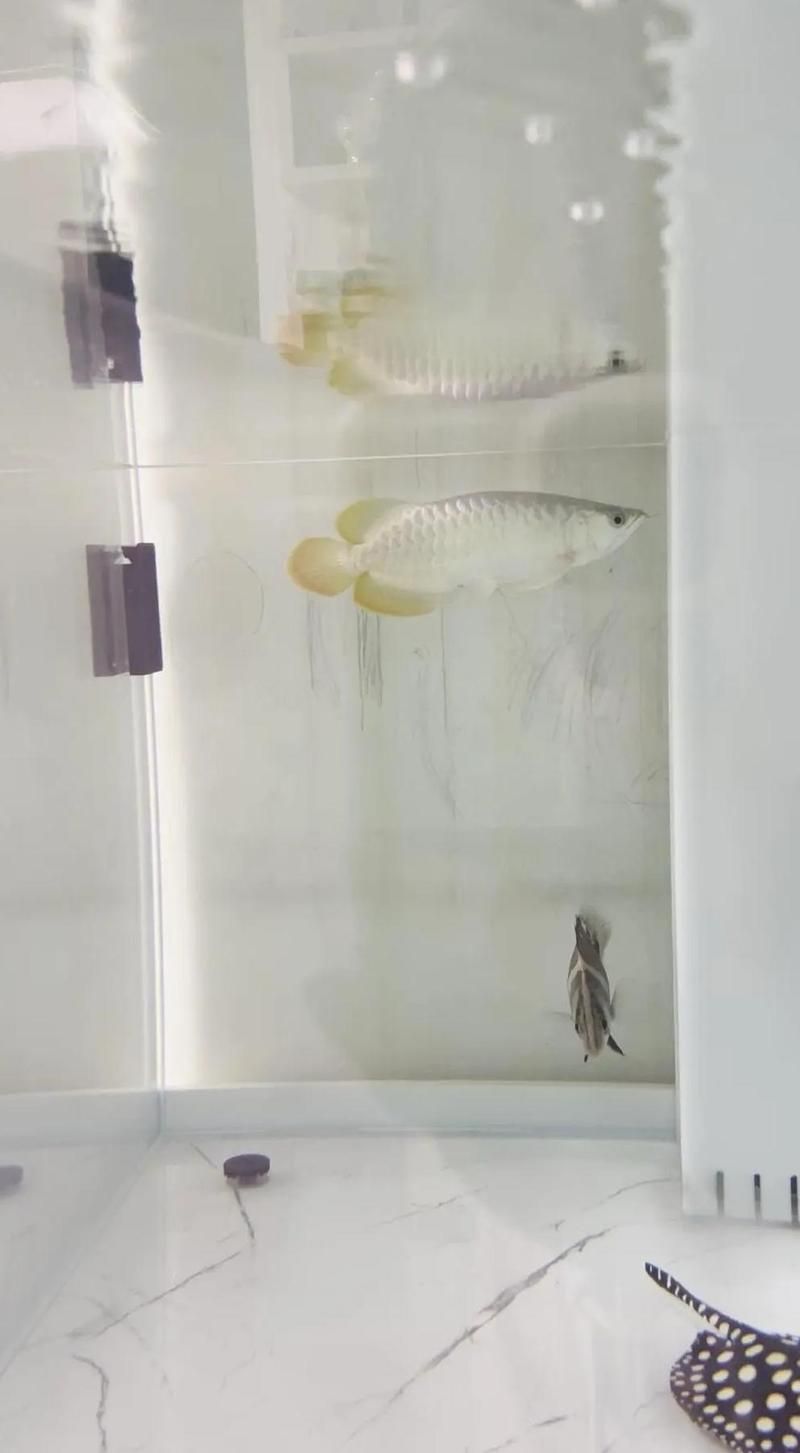 龍魚浮在水面不動怎么辦，——龍魚浮在水面不動怎么辦