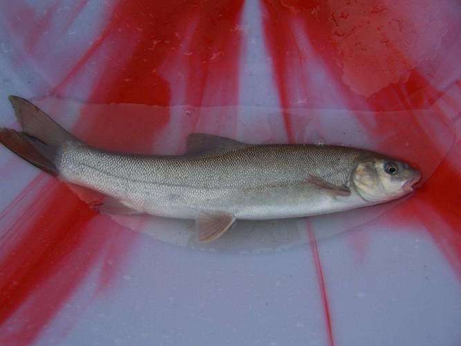 迭部龍魚的市場需求，甘肅迭部龍魚市場需求“迭部龍魚”并非觀賞性龍魚