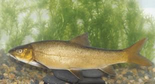 迭部龍魚的市場需求，甘肅迭部龍魚市場需求“迭部龍魚”并非觀賞性龍魚