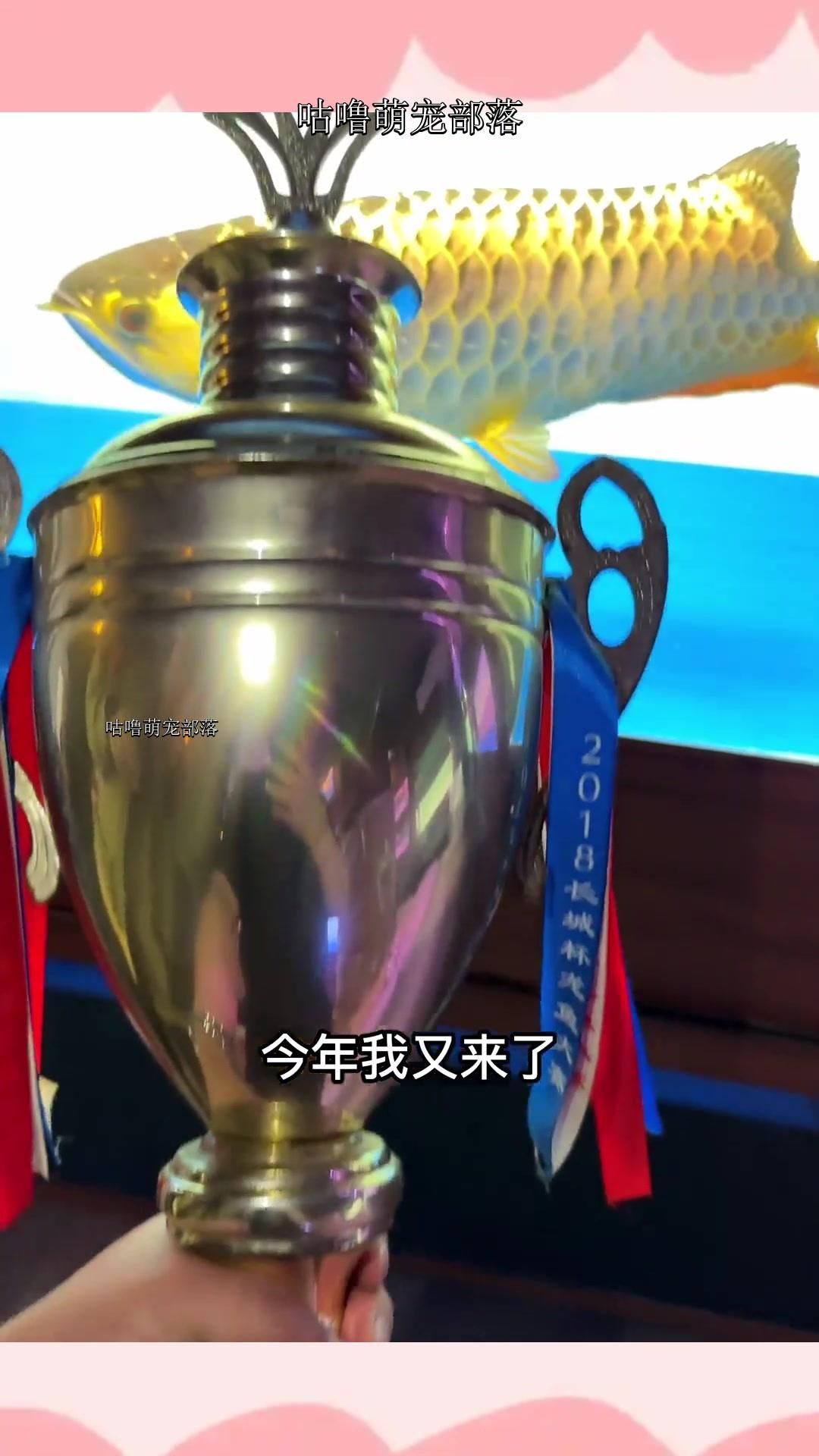 如何區分小金龍魚和大型龍魚？，如何區分小金龍魚和大型龍魚,小金龍魚和大型龍魚