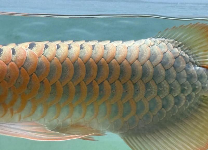 還有哪些方法可以龍魚增色，龍魚增色的五大非法增色方法：龍魚增色方法