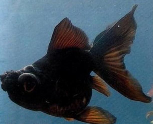 黑瑪麗魚和墨龍睛金魚哪個更好，黑瑪麗魚vs墨龍睛金魚哪個更好？