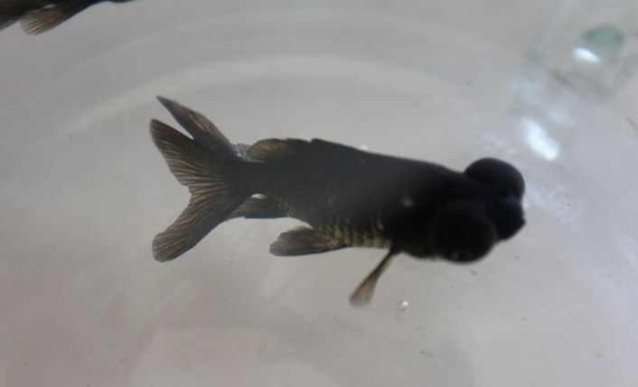 黑瑪麗魚和墨龍睛金魚哪個更好，黑瑪麗魚vs墨龍睛金魚哪個更好？