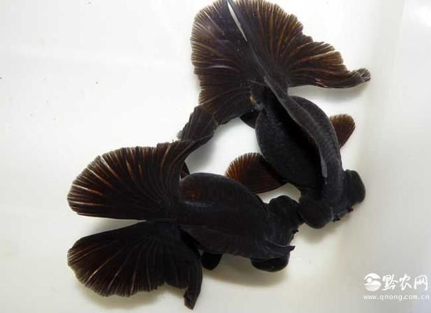 黑瑪麗魚和墨龍睛金魚哪個更好，黑瑪麗魚vs墨龍睛金魚哪個更好？