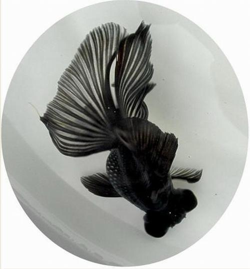 黑瑪麗魚和墨龍睛金魚哪個更好，黑瑪麗魚vs墨龍睛金魚哪個更好？