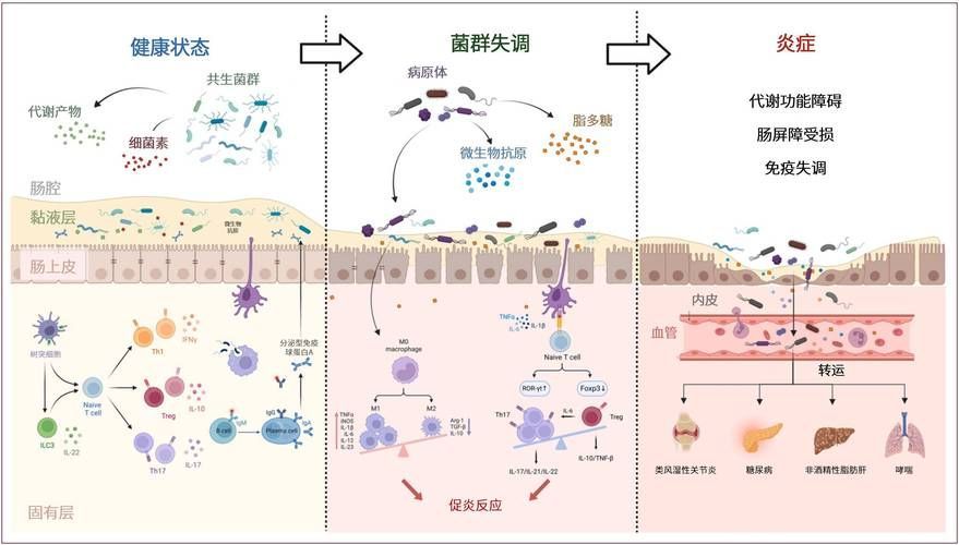 益生菌如何降低眼部感染率，arxiv論文助手arxiv論文助手arxiv論文助手
