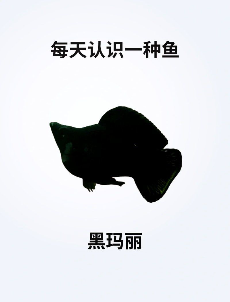 推薦一些其他健康的黑色觀賞魚(yú)，黑色觀賞魚(yú)怎么養(yǎng)？