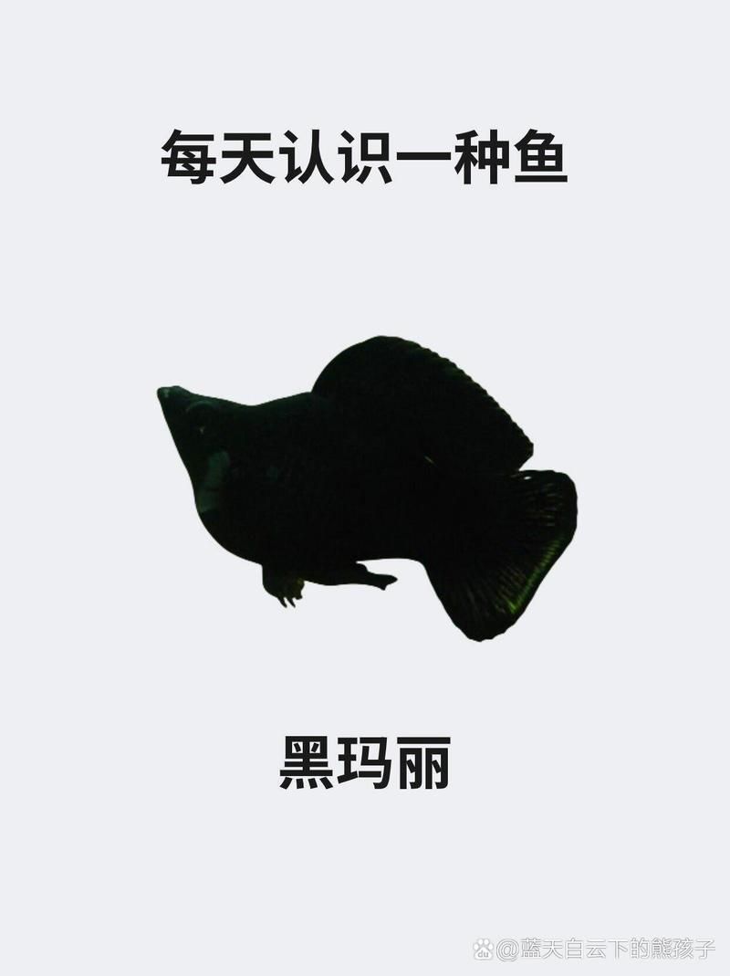 推薦一些其他健康的黑色觀賞魚(yú)，黑色觀賞魚(yú)怎么養(yǎng)？