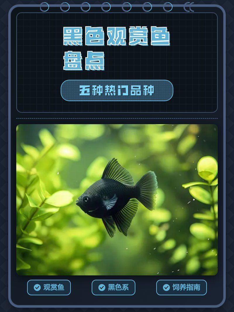 推薦一些其他健康的黑色觀賞魚，黑色觀賞魚怎么養？