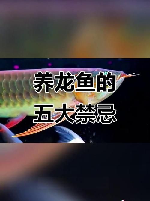 詳解龍魚(yú)風(fēng)水?dāng)[放方位，龍魚(yú)風(fēng)水?dāng)[放方位詳解龍魚(yú)風(fēng)水?dāng)[放方位是什么