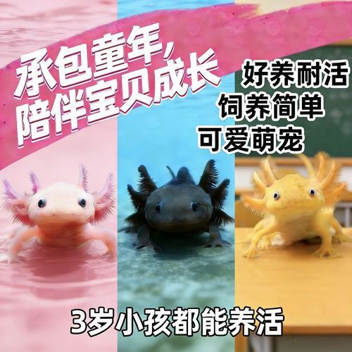 給我一些四腳魚蠑螈的圖片，關于四腳魚蠑螈的一些圖片