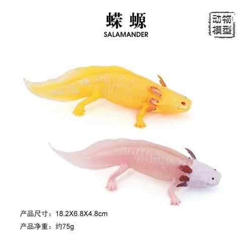 給我一些四腳魚蠑螈的圖片，關于四腳魚蠑螈的一些圖片