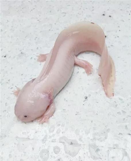 給我一些四腳魚蠑螈的圖片，關(guān)于四腳魚蠑螈的一些圖片