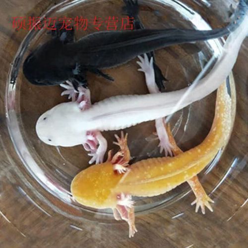 給我一些四腳魚蠑螈的圖片，關(guān)于四腳魚蠑螈的一些圖片