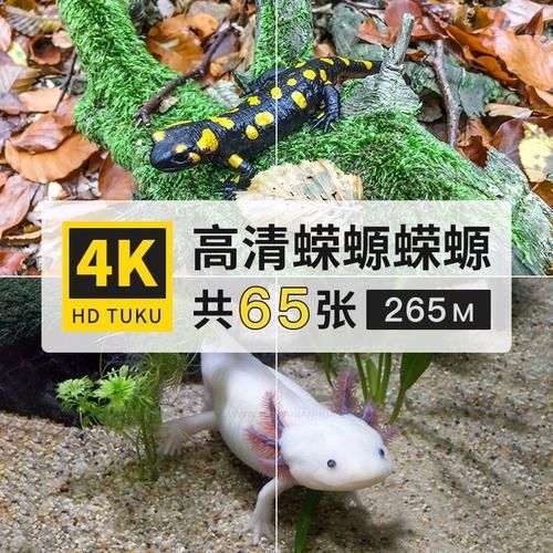 給我一些四腳魚蠑螈的圖片，關于四腳魚蠑螈的一些圖片