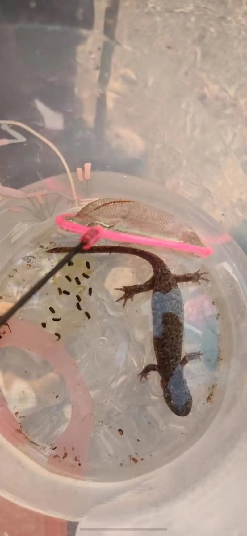 給我一些四腳魚蠑螈的圖片，關于四腳魚蠑螈的一些圖片