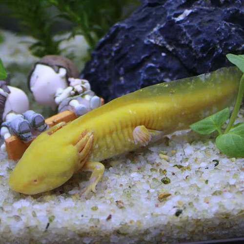 給我一些四腳魚蠑螈的圖片，關于四腳魚蠑螈的一些圖片