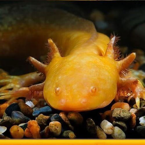 給我一些四腳魚蠑螈的圖片，關于四腳魚蠑螈的一些圖片