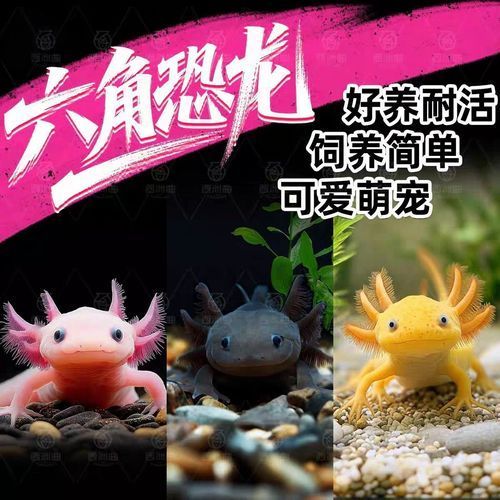 給我一些四腳魚蠑螈的圖片，關于四腳魚蠑螈的一些圖片
