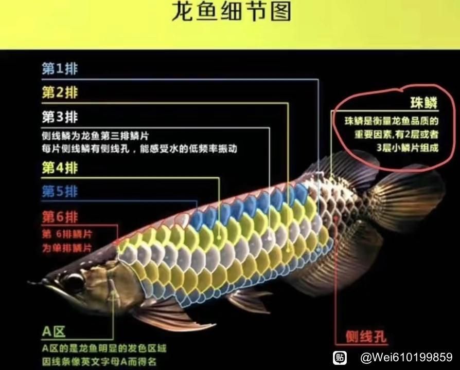有哪些視頻資源可以輔助挑選過背金龍魚？，如何快速區分過背金龍魚