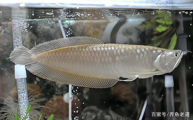 土霉素治療龍魚腸炎的副作用有哪些？，土霉素治療龍魚腸炎的副作用有哪些土霉素治療龍魚腸炎的副作用