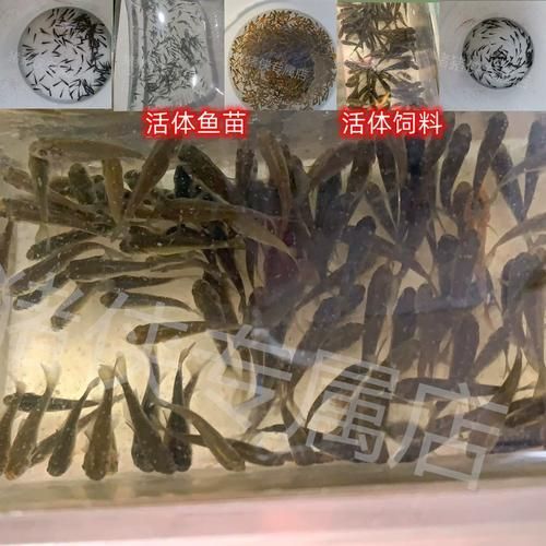 養金龍魚十句口訣，養殖金龍魚十句口訣