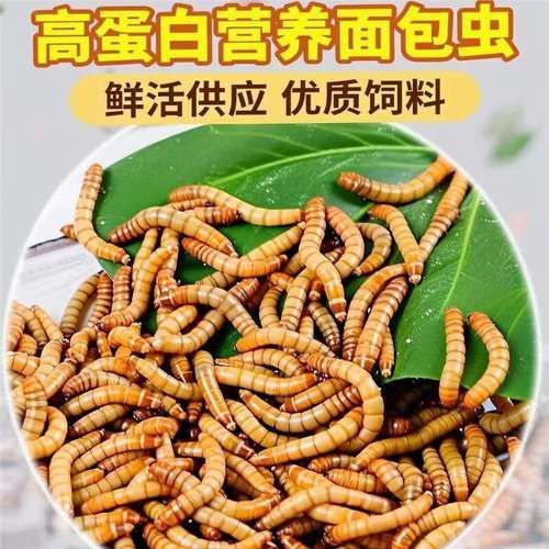 養金龍魚十句口訣，養殖金龍魚十句口訣
