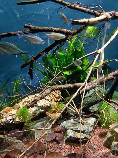 給我推薦一些適合與恐龍魚搭配的水草，恐龍魚與水草的搭配