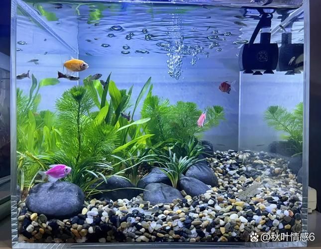 給我推薦一些適合與恐龍魚搭配的水草，恐龍魚與水草的搭配
