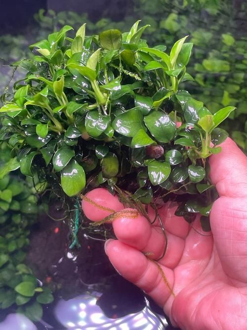 給我推薦一些適合與恐龍魚搭配的水草，恐龍魚與水草的搭配