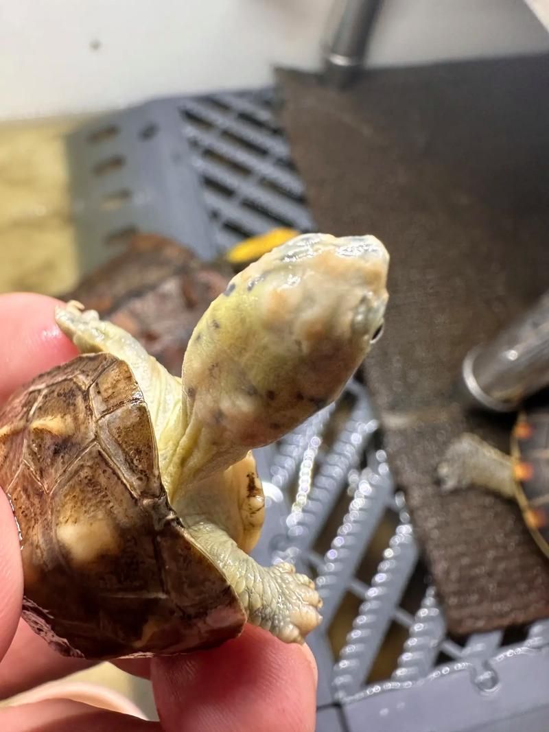 龍龜混養需要多久觀察一次，龍龜混養的注意事項