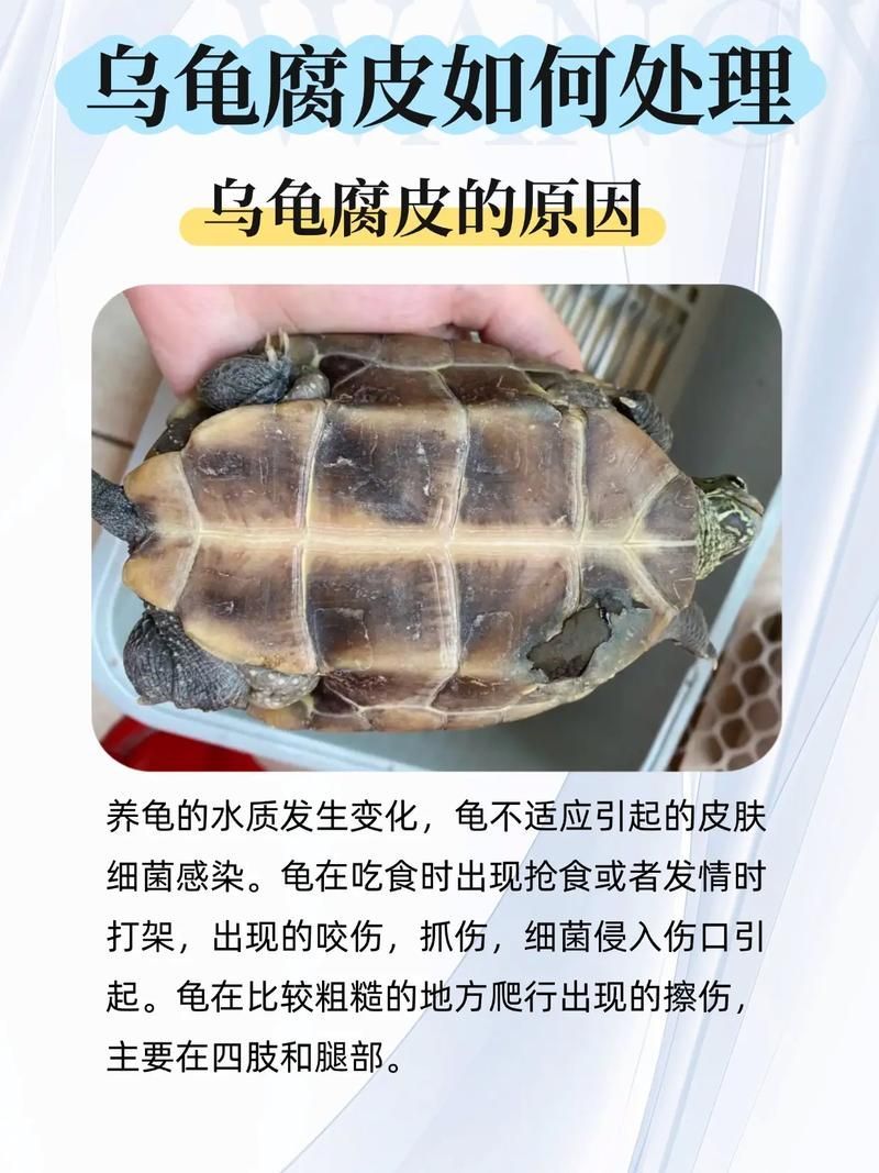 龍龜混養需要多久觀察一次，龍龜混養的注意事項