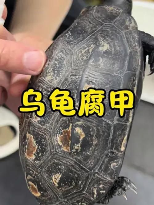 龍龜混養需要多久觀察一次，龍龜混養的注意事項