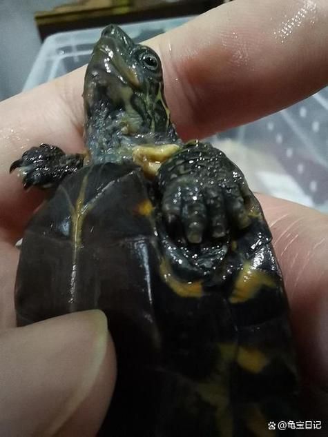 龍龜混養需要多久觀察一次，龍龜混養的注意事項