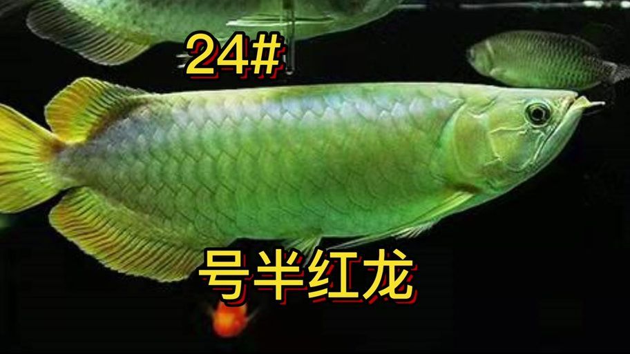 號半龍魚有哪些缺點？，號半龍魚（號半紅龍）