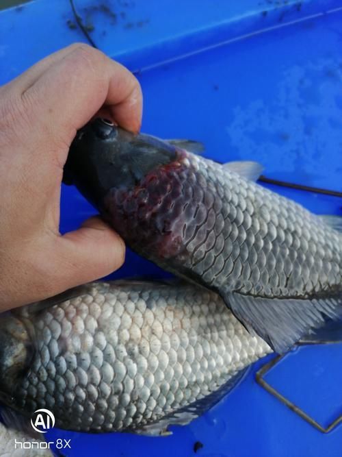 魚立鱗病最嚴(yán)重圖片，魚立鱗病最嚴(yán)重圖片展示